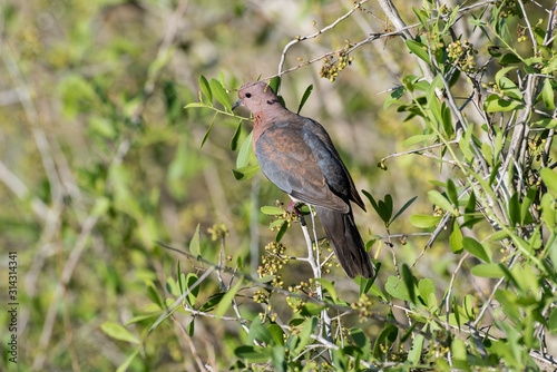 Wallpaper Mural Tourterelle maillée,.Spilopelia senegalensis , Laughing Dove Torontodigital.ca