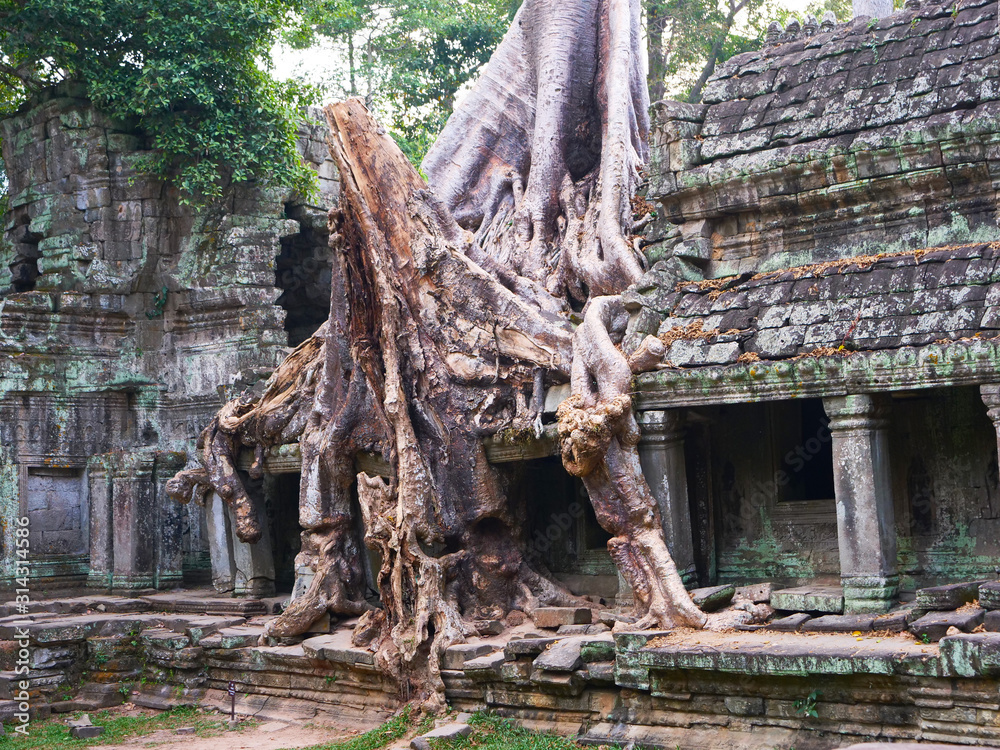 Landscape view of demolished stone architecture and aerial tree root at Preah Khan temple Angkor Wat complex, Siem Reap Cambodia. A popular tourist attraction nestled among rainforest.