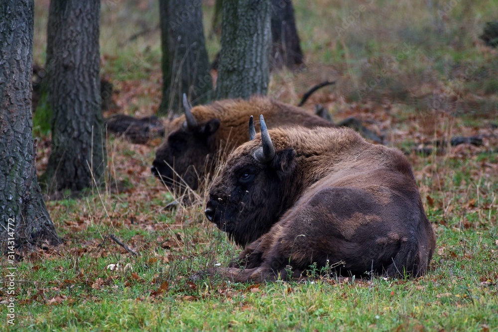 Herd of european bison relaxing in forest, Slovakia, Europe Herd of european bison relaxing in forest, Slovakia, Europe