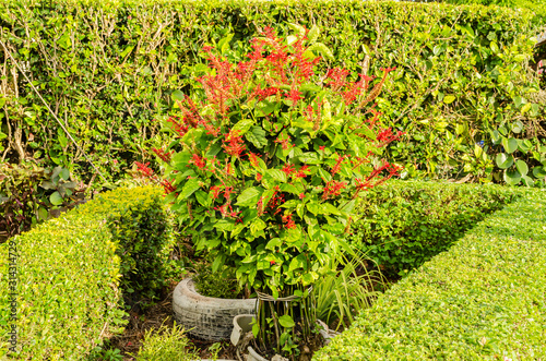 Garden With Lantana Camara Hedging photo