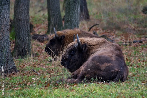 Herd of european bison relaxing in forest  Slovakia  Europe