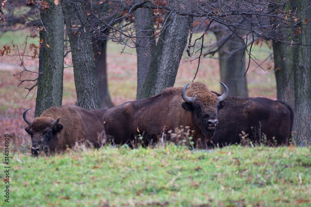 Herd of european bison relaxing in forest, Slovakia, Europe