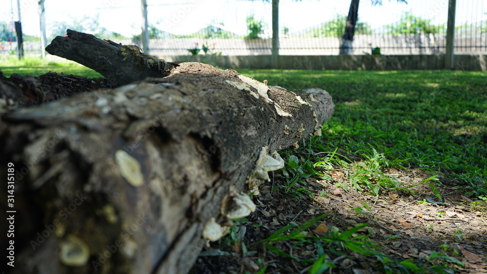 Obraz premium Nature