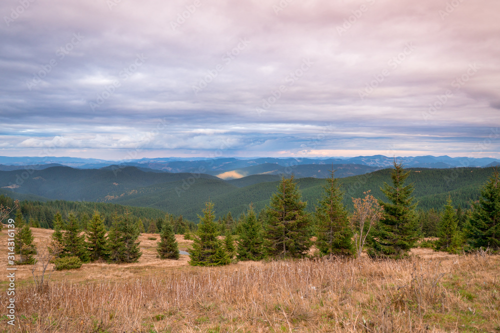 Wonderful omn hills landscape with spruce trees and mountain layers on the background.