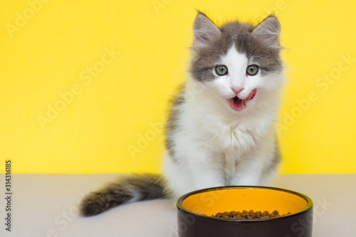 cute gray kitten licks near a bowl on a yellow isolated background, place for text