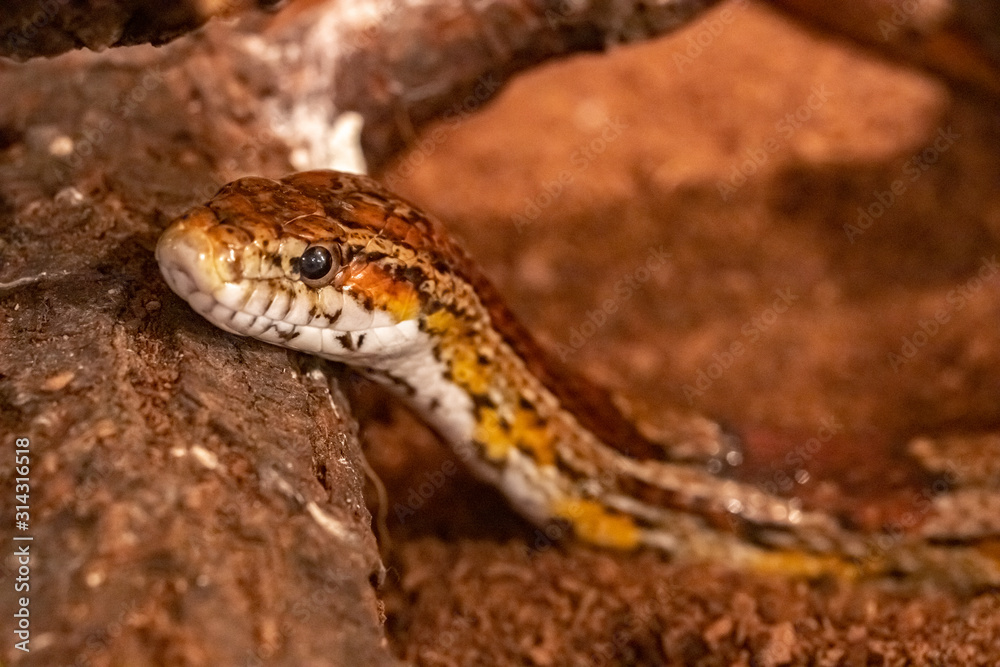 Corn snake.Pantherophis guttatus. Spotted tree-climbing snake. Corn snake.Pantherophis guttatus. Spotted tree-climbing snake.