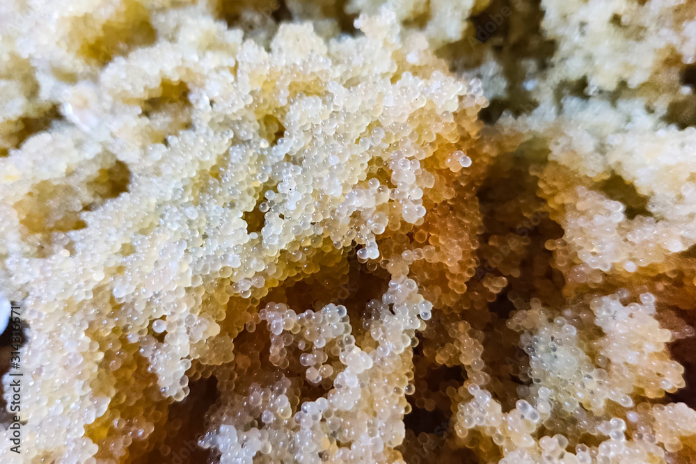 Fototapeta premium Caviar of carp. Collecting carp caviar in basin.