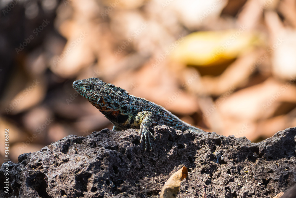 A Lava Lizard (Microlophus delanonis) sits on a rock on Isla Santa Cruz in the Galapagos Islands A Lava Lizard (Microlophus delanonis) sits on a rock on Isla Santa Cruz in the Galapagos Islands