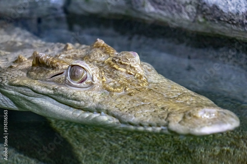 the head of a crocodile in water with the closed mouth close-up