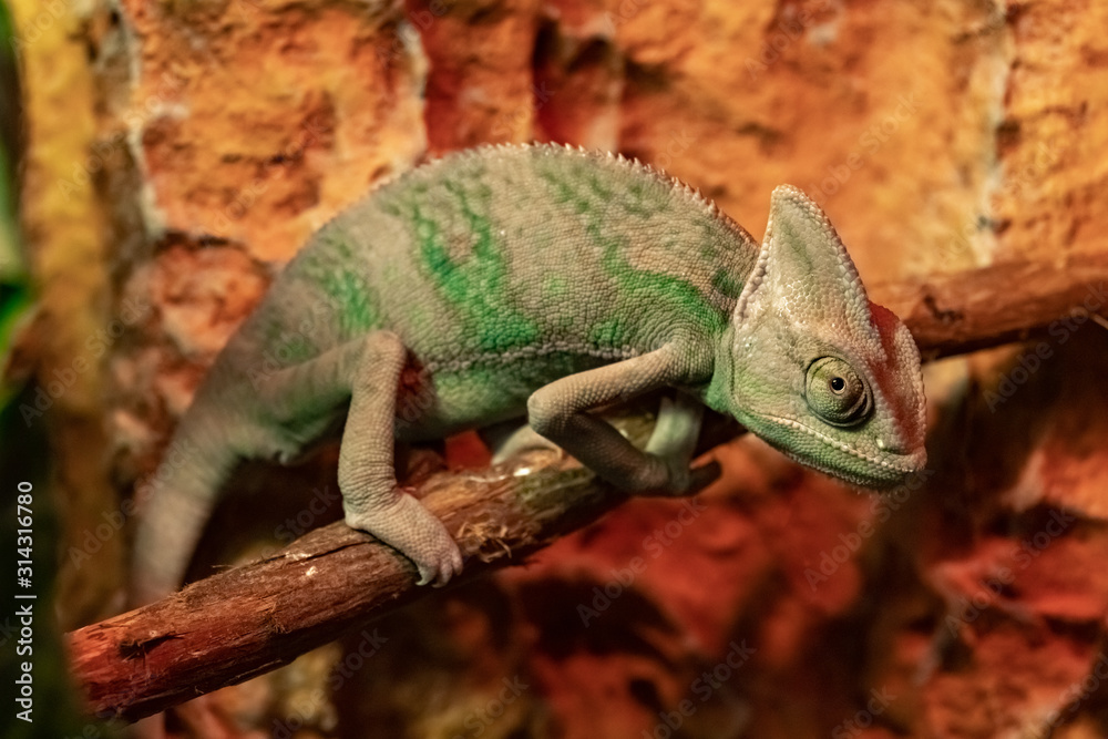 Fototapeta premium Yemeni chameleon on a branch.close up.Chamaeleo calyptratus