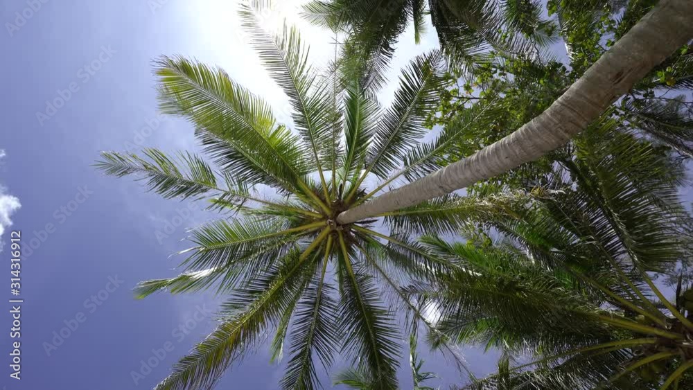 rolling palm tree or coconut tree with blue sky of sunny day rolling palm tree or coconut tree with blue sky of sunny day