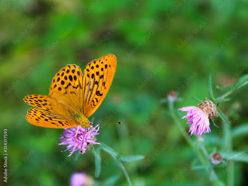 Obraz premium Papillon