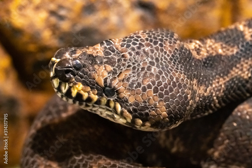 Carpet Python. Morelia spilota variegata.