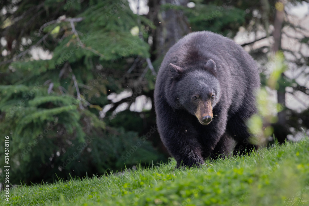 black bear black bear