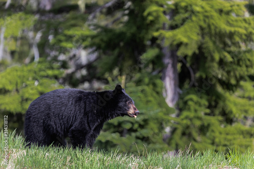 black bear