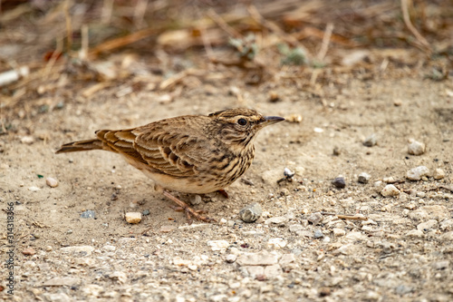 The Calandra lark on the ground.Melanocorypha calandra