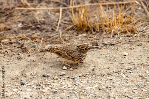 The Calandra lark on the ground.Melanocorypha calandra