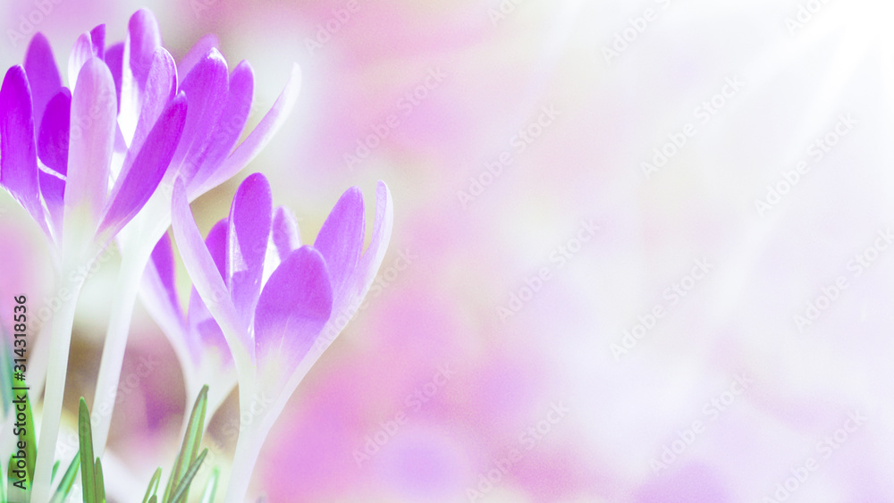 Spring awakening - Blossoming purple / pink crocuses illuminated from the morning sun - Spring background with space for text