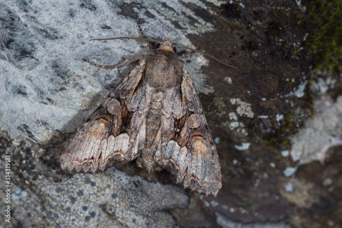 18.05.2019 DE, RLP, Mosel, Leiwen Graufeld-Kräutereule Lacanobia w-latinum (HUFNAGEL, 1766) photo