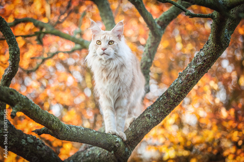 Maine Coon sitting,  orange autumn tree 