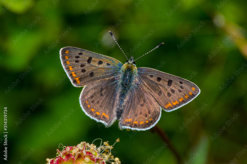 v DE, RLP, Mosel, Leiwen Brauner Feuerfalter Lycaena tityrus (PODA, 1761) v DE, RLP, Mosel, Leiwen Brauner Feuerfalter Lycaena tityrus (PODA, 1761)