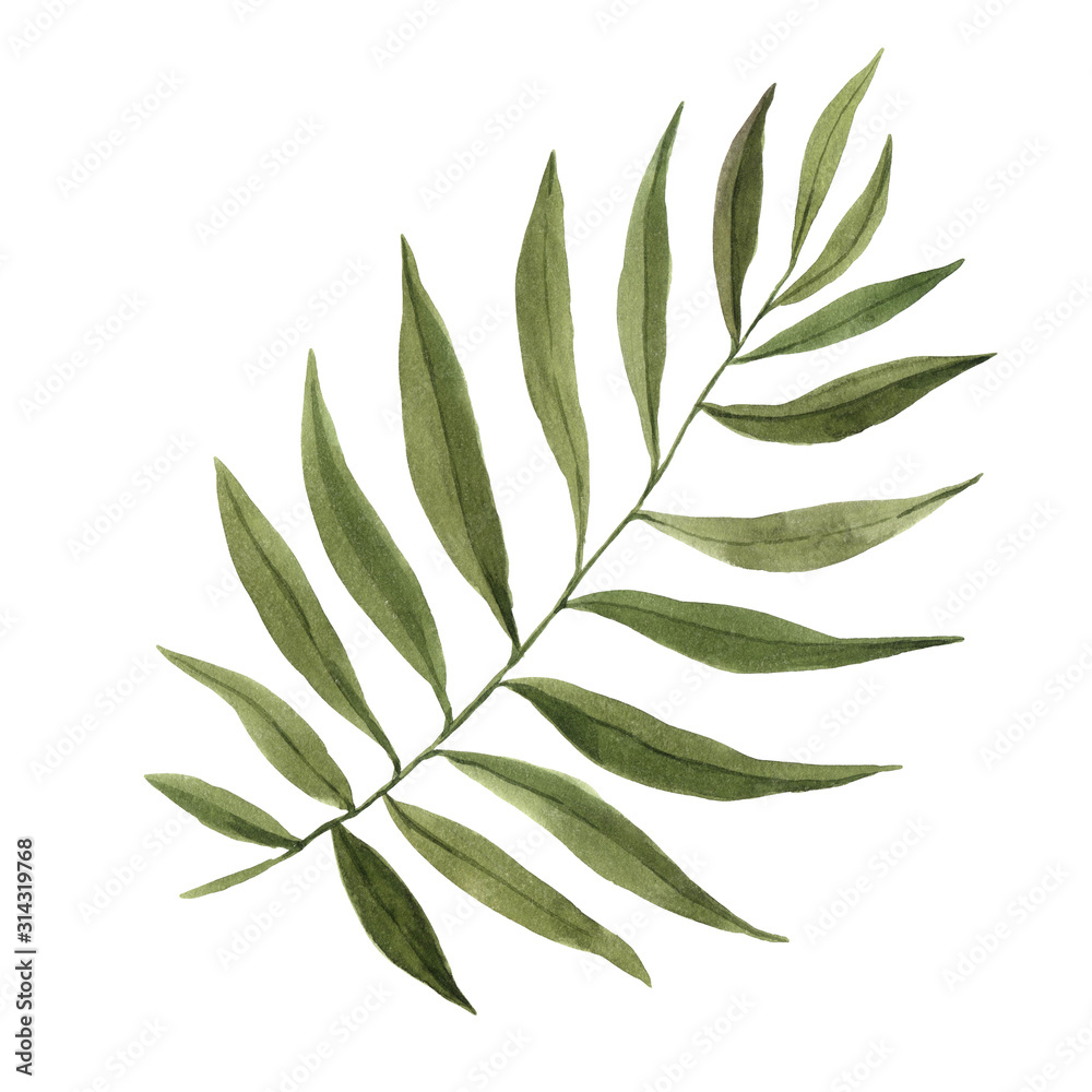 Watercolor green tropical palm leaf Watercolor green tropical palm leaf