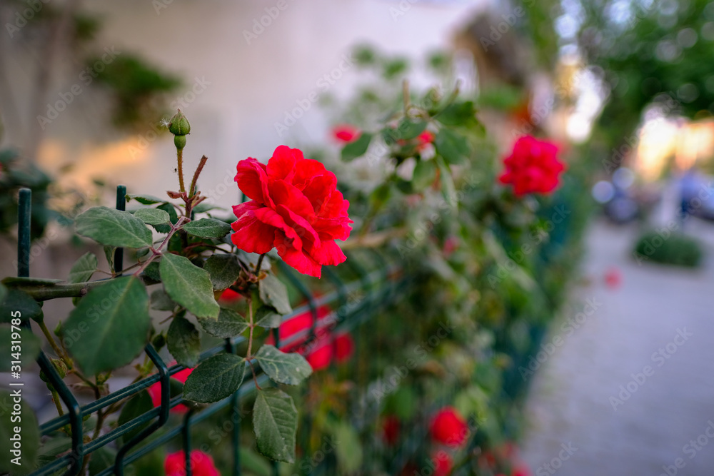 Beautiful red rose flower, called don juan red climbing rose, on fence with natural background close up