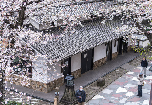 Sakura cherry blossom full bloom at Asukayama park photo