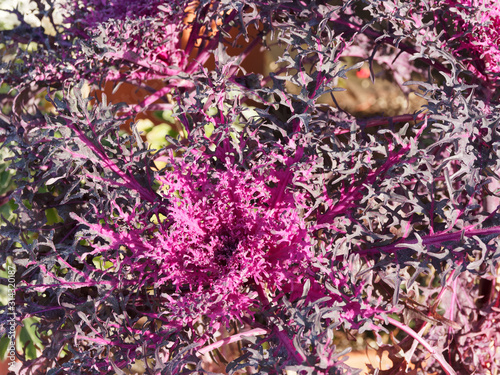 (Brassica oleracea) Chou d'ornement 'Peacock' ou chou potager décoratif au feuillage lacinié, plumeux et frisé de couleur vert au coeur rouge photo