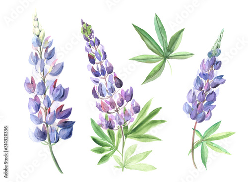Watercolor hand painted wildflowers lupins