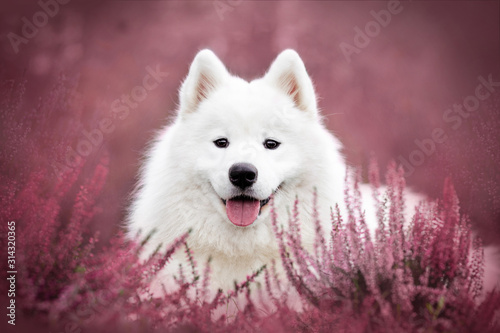 Samoyed dog portrait  photo