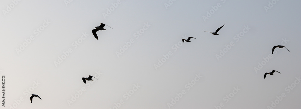 Fototapeta premium CRAB PLOVER BIRDS IN TO THE SKY