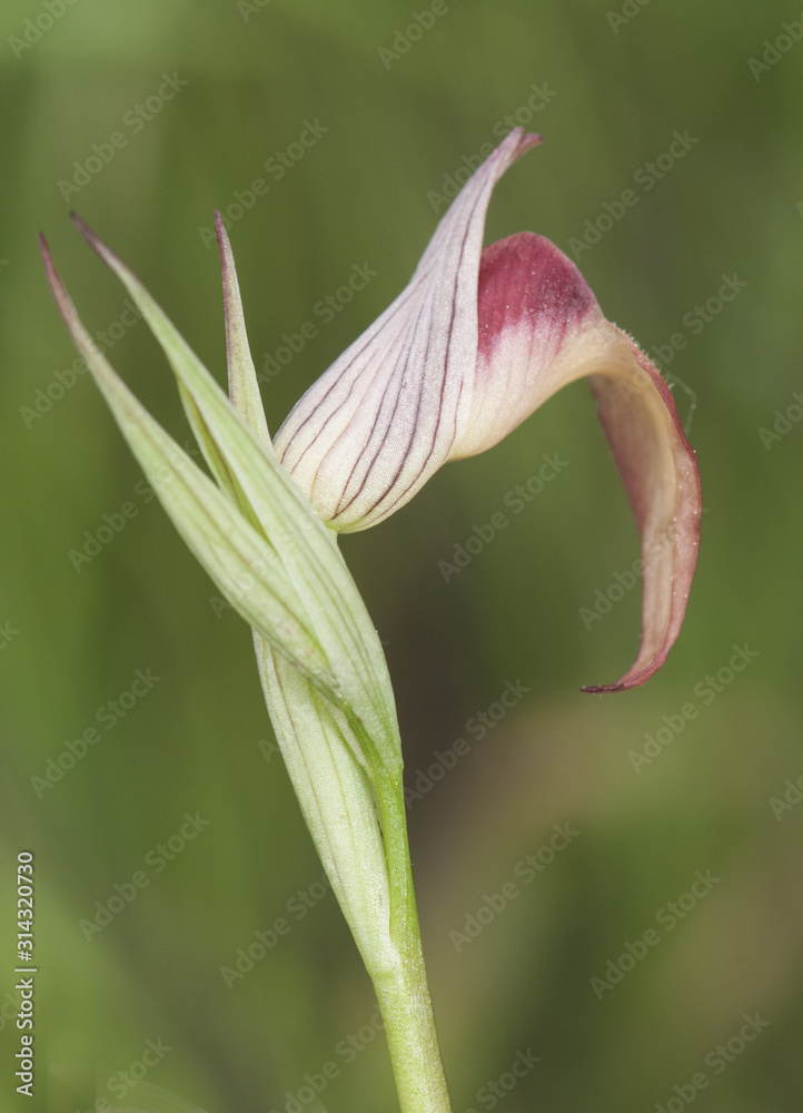 Obraz premium Serapias cf stenopetala small and beautiful wild red or yellow wild orchid with spear-shaped lip