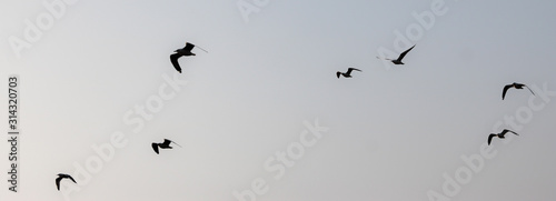 CRAB PLOVER BIRDS IN TO THE SKY