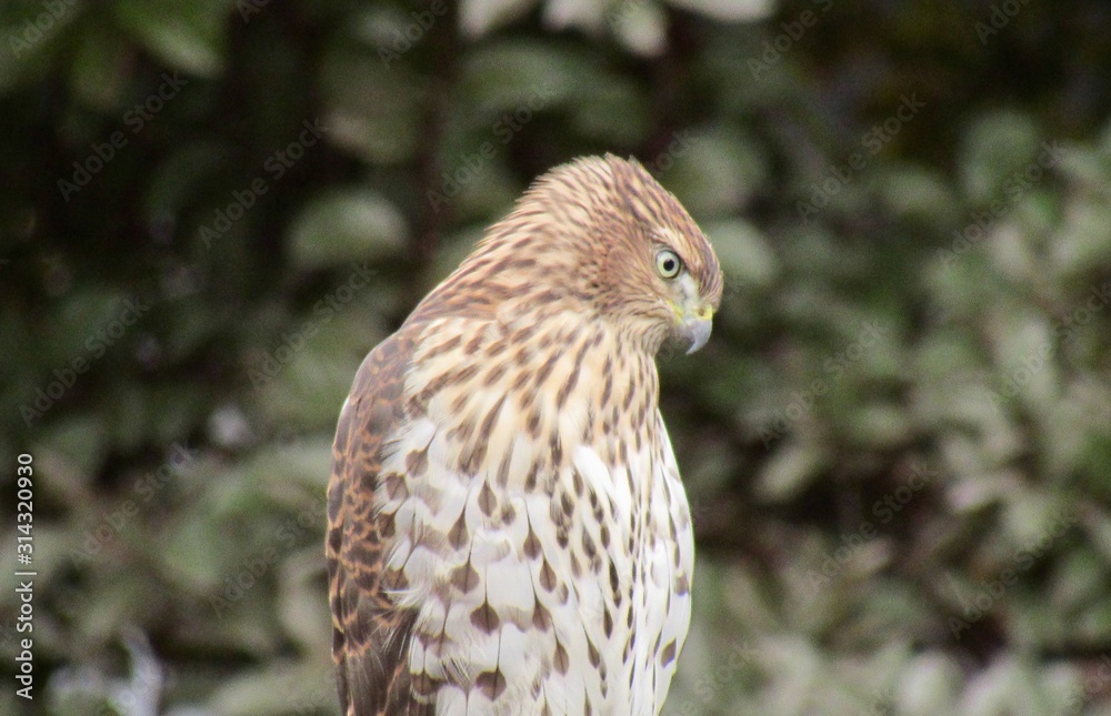 View of Cooper's Hawk perched on a fence. Green foliage is visible in the background. View of Cooper's Hawk perched on a fence. Green foliage is visible in the background.