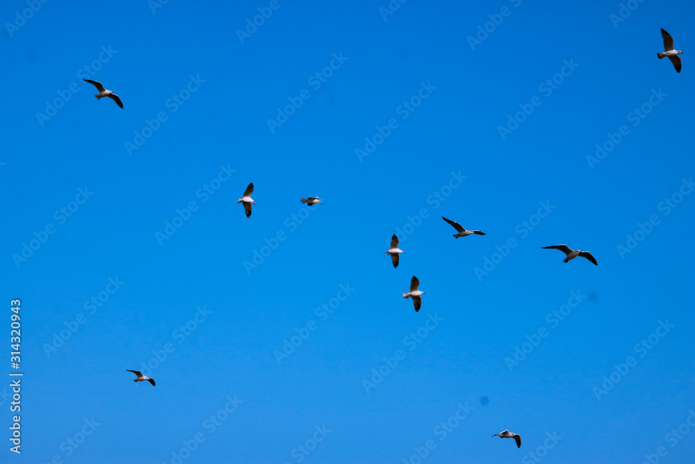 CRAB PLOVER BIRDS IN TO THE SKY