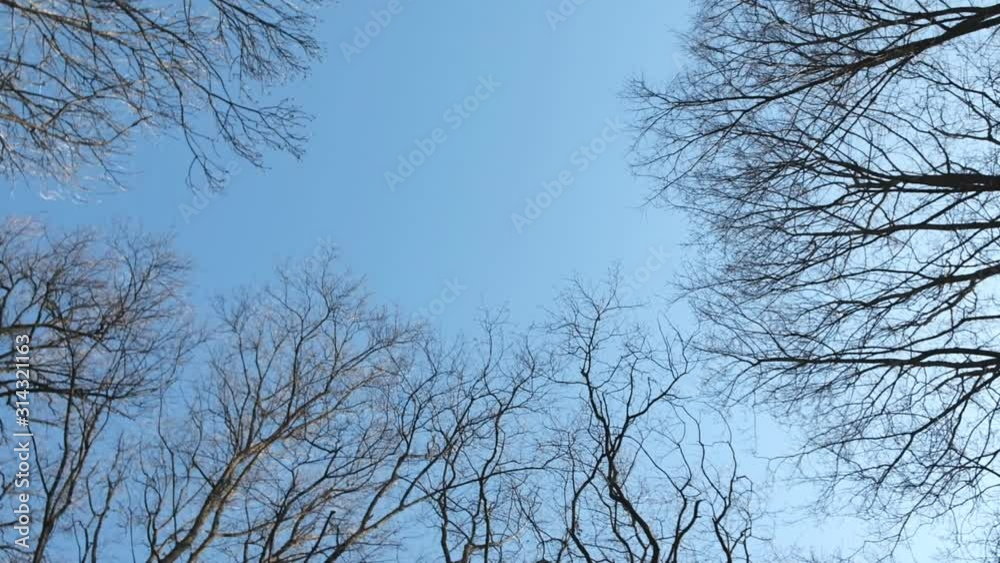 Trees in the spring in the park. The rotation of the camera directing it to the tops of trees. Trees in the spring in the park. The rotation of the camera directing it to the tops of trees.