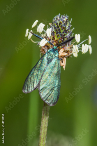 19.05.2019 DE, RLP, Mosel, Leiwen Ampfer-Grünwidderchen Adscita statices (LINNAEUS, 1758)