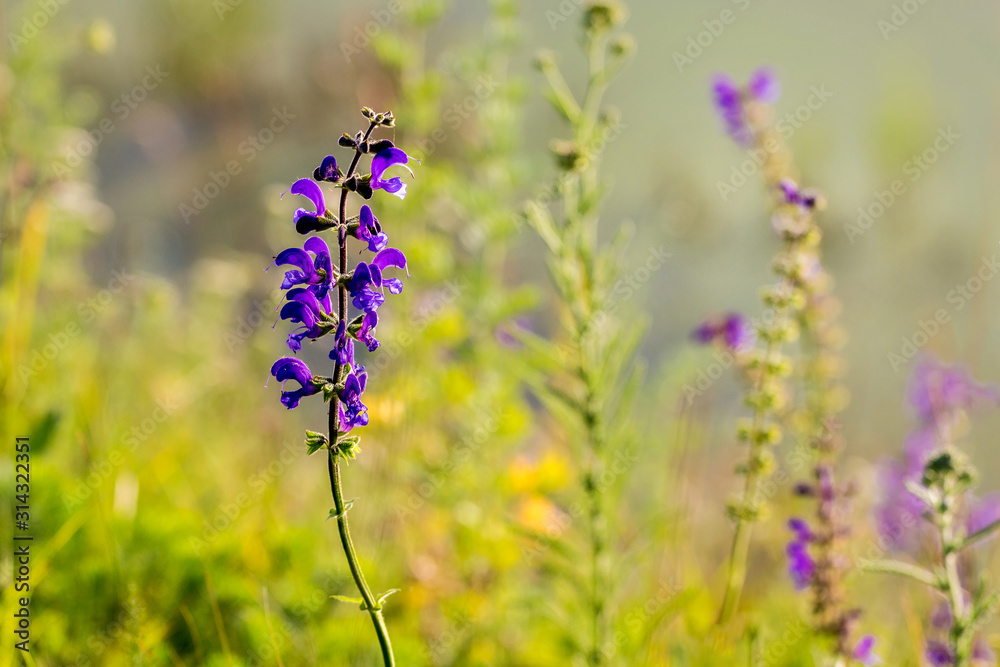 Fototapeta premium Summer flowers in a field among green grass_