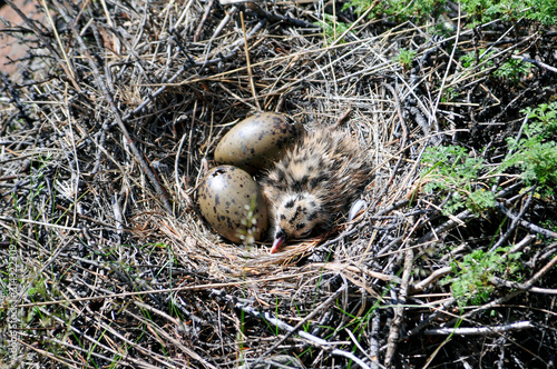 Three seagull eggs in a nest on dark rocks