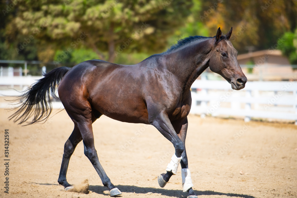 Horse Horse