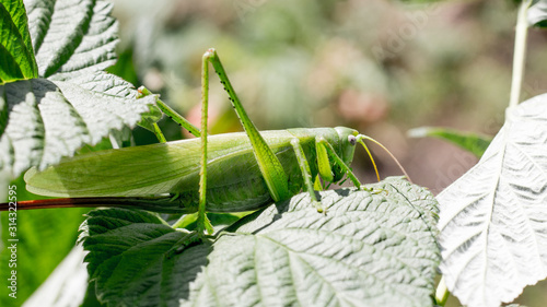 Green grasshopper among green leaves in sunny weather_ photo