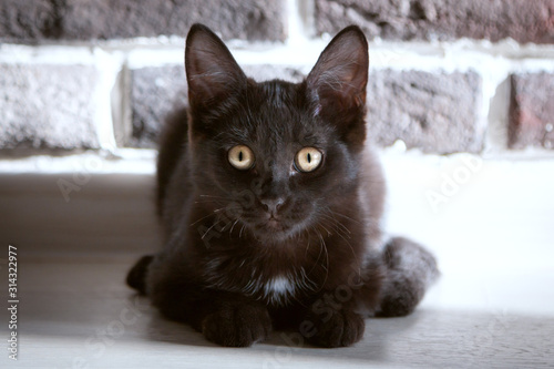 Close-up portrait of a little black kitten on a background of a gray brick wall. photo