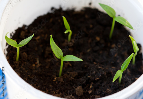 pepper seedlings, shoots of vegetable seeds.