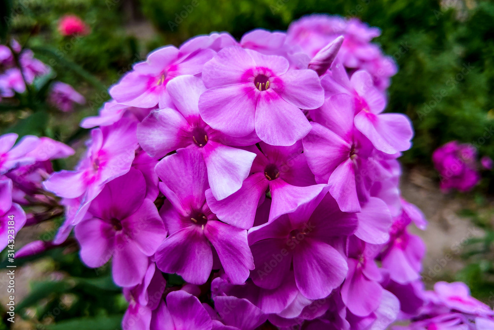Purple flame flowers of phlox. Phlox paniculata. Purple flame flowers of phlox. Phlox paniculata.