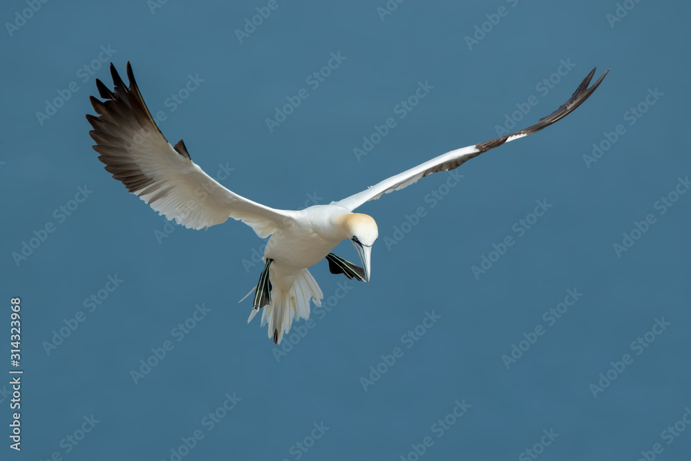Gannet Aduly Flying