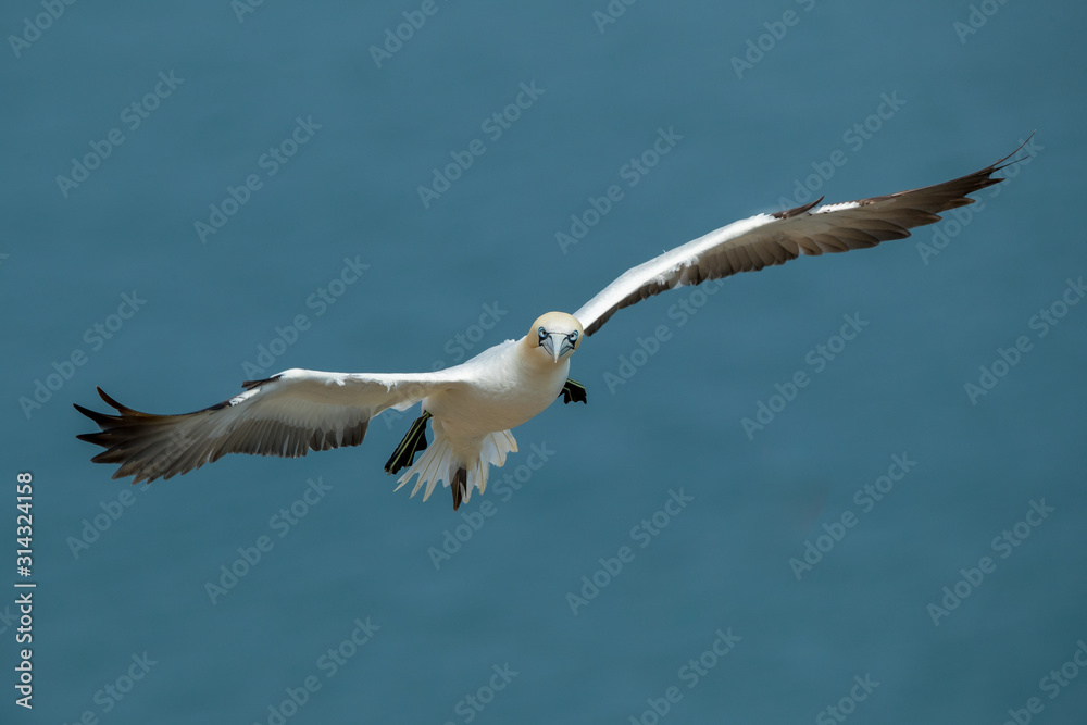 Gannet Aduly Flying