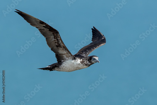Gannet Juvenile Flying