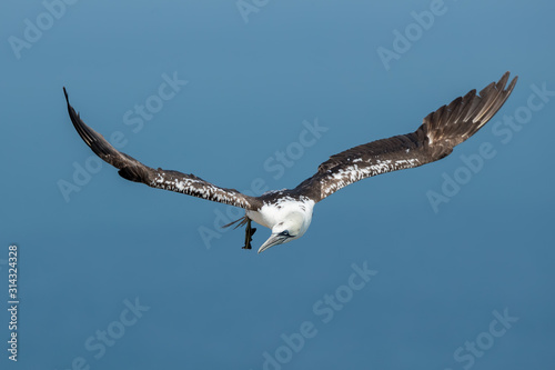 Gannet Juvenile Flying