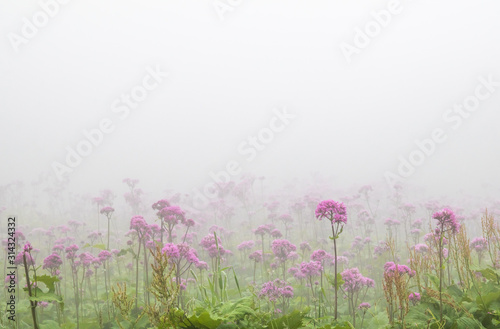 Spring purple flowers on the mountain in mist